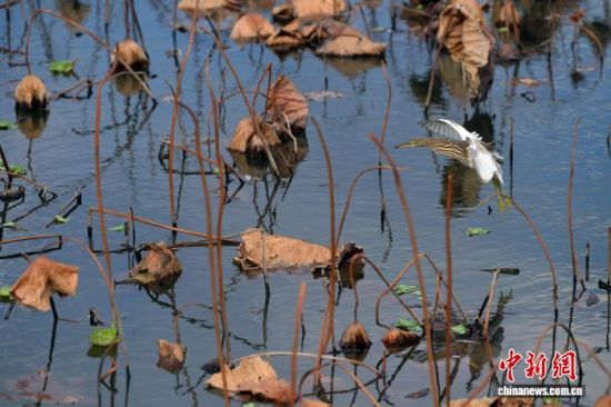 12��20�գ���λ�ڸ��ݵĸ���ũ�ִ�ѧУ԰�ɻ��أ����ڵĲк���̬���죬�����ζ������һ������������������� �ű� ��