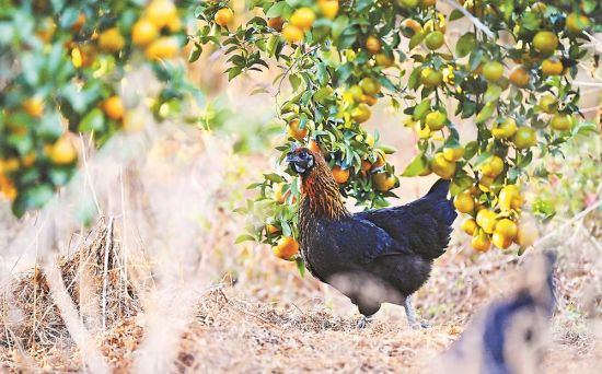 ɰ����԰��ɢ�����ڼ� ����ΰ ��