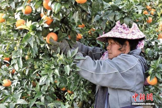 ͼΪ����æ�Ų�ժ�ָ̡��µ��� ��