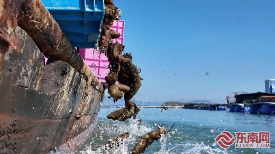 ��ֳ��Ա��������Ͷ���뺣��ϼ������ý������ ��ͼ