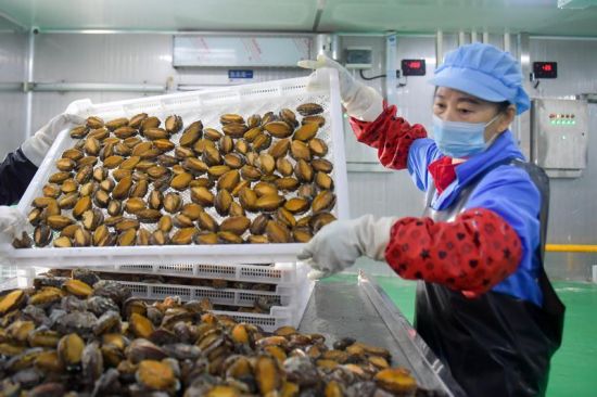 在供应链中心,工人对鲍鱼进行冷链加工。 在供应链中心,工人对鲍鱼进行冷链加工。