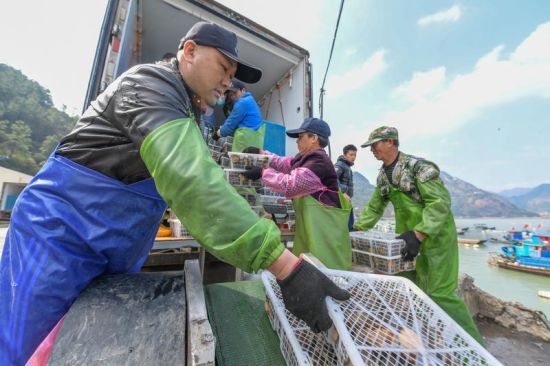 在罗源碧里乡牛澳码头,刚上岸的鲍鱼被传送带送上冷链车。 在罗源碧里乡牛澳码头,刚上岸的鲍鱼被传送带送上冷链车。