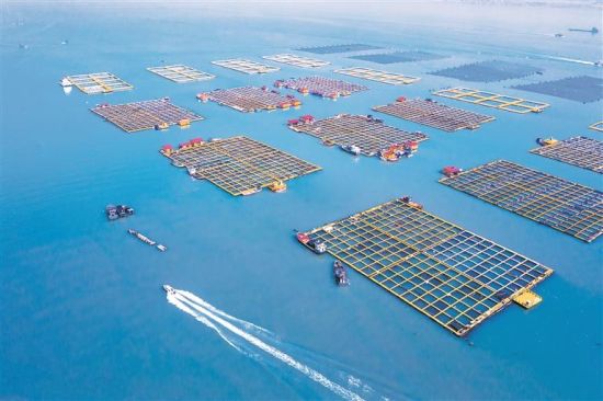 三都澳海上牧场。蕉城区融媒体中心 供图 三都澳海上牧场。蕉城区融媒体中心 供图