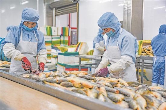 大黄鱼加工现场。杨洋 摄 大黄鱼加工现场。杨洋 摄