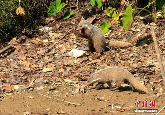 食蟹獴“吃播”场景。廖金朋摄 食蟹獴“吃播”场景。廖金朋摄