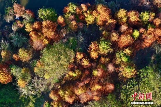 1月7日,福建省福州市闽侯县湿地公园里的水杉渐渐变红。(无人机照片)中新社记者 王东明 摄 1月7日,福建省福州市闽侯县湿地公园里的水杉渐渐变红。(无人机照片)中新社记者 王东明 摄