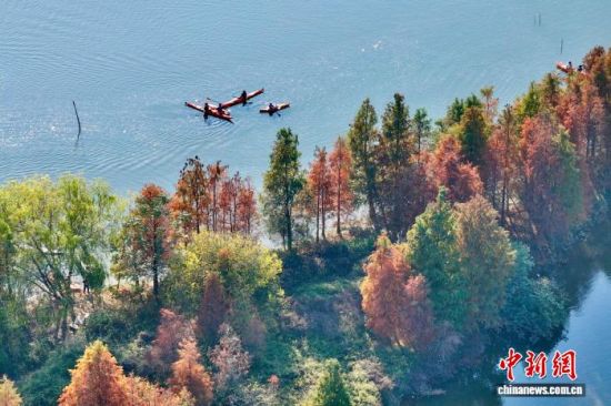 1月7日,福建省福州市闽侯县湿地公园里的水杉渐渐变红。(无人机照片)中新社记者 王东明 摄 1月7日,福建省福州市闽侯县湿地公园里的水杉渐渐变红。(无人机照片)中新社记者 王东明 摄