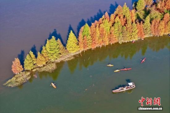 1月7日,福建省福州市闽侯县湿地公园里的水杉渐渐变红。(无人机照片)中新社记者 王东明 摄 1月7日,福建省福州市闽侯县湿地公园里的水杉渐渐变红。(无人机照片)中新社记者 王东明 摄