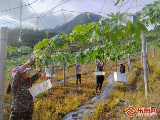 �����ժ˿�ϡ��ܷ��߹�ͼ