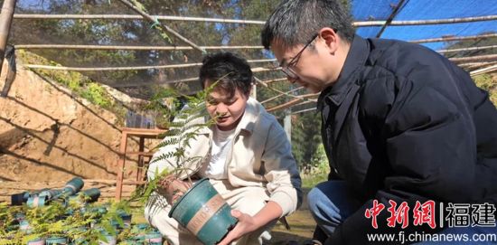 谢洋乡依托天然林环境,试种国家二级保护植物金毛狗蕨。 谢洋乡依托天然林环境,试种国家二级保护植物金毛狗蕨。