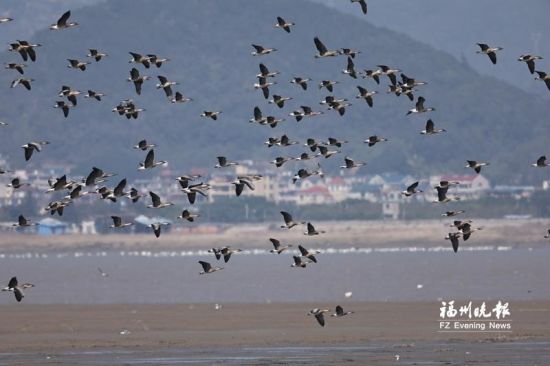 鸿雁沿海迁徙种群抵达闽江河口湿地。闽江河口湿地国家级自然保护区管理处供图 鸿雁沿海迁徙种群抵达闽江河口湿地。闽江河口湿地国家级自然保护区管理处供图
