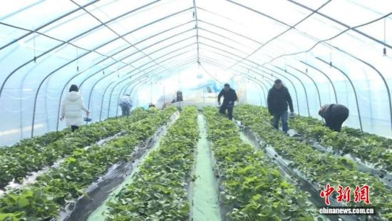 游客在采摘草莓。顺昌县融媒体中心供图 游客在采摘草莓。顺昌县融媒体中心供图