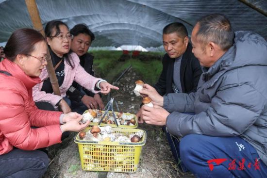 武夷山市农业农村局技术人员在洋庄乡球盖菇种植基地向菇农传授大球盖菇种植管理技术。邱汝泉 摄 武夷山市农业农村局技术人员在洋庄乡球盖菇种植基地向菇农传授大球盖菇种植管理技术。邱汝泉 摄