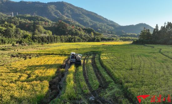 收割机在武夷山市张赵翰粮种植家庭农场收割再生稻二季(无人机照片) 收割机在武夷山市张赵翰粮种植家庭农场收割再生稻二季(无人机照片)