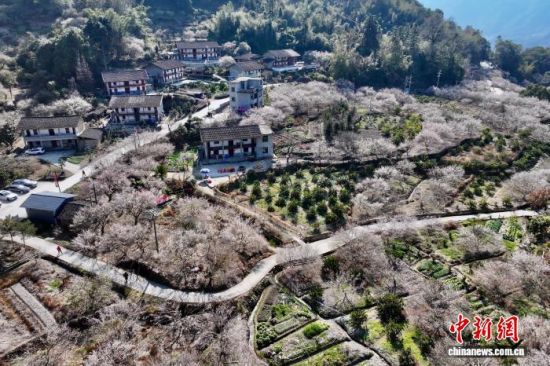 1月15日,俯瞰福建省永泰县梅花盛开的美丽乡村。(无人机照片)中新社记者 王东明 摄 1月15日,俯瞰福建省永泰县梅花盛开的美丽乡村。(无人机照片)中新社记者 王东明 摄