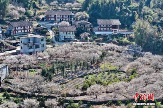 1月15日,俯瞰福建省永泰县梅花盛开的美丽乡村。(无人机照片)中新社记者 王东明 摄 1月15日,俯瞰福建省永泰县梅花盛开的美丽乡村。(无人机照片)中新社记者 王东明 摄