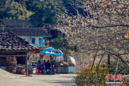 1月15日,福建省永泰县,村民在梅花林旁聊天。中新社记者 王东明 摄 1月15日,福建省永泰县,村民在梅花林旁聊天。中新社记者 王东明 摄