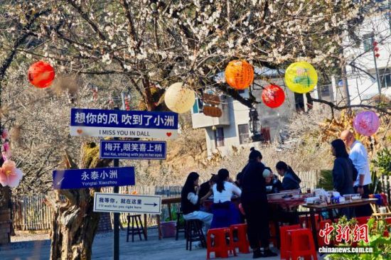 1月15日,福建省永泰县,游客在梅花林中用餐。中新社记者 王东明 摄 1月15日,福建省永泰县,游客在梅花林中用餐。中新社记者 王东明 摄