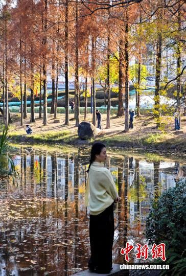 1月15日,福州闽江公园南园的水杉树正值观赏期,吸引不少市民、游客前来观赏打卡。中新社记者 吕明 摄 1月15日,福州闽江公园南园的水杉树正值观赏期,吸引不少市民、游客前来观赏打卡。中新社记者 吕明 摄