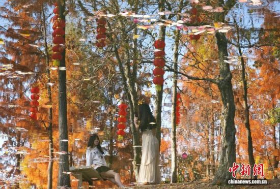 1月15日,福州闽江公园南园的水杉树正值观赏期,吸引不少市民、游客前来观赏打卡。中新社记者 吕明 摄 1月15日,福州闽江公园南园的水杉树正值观赏期,吸引不少市民、游客前来观赏打卡。中新社记者 吕明 摄