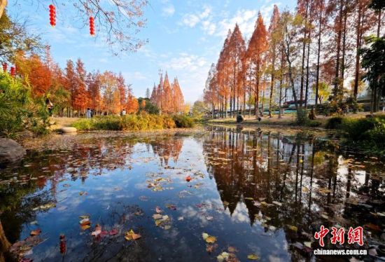 1月15日,福州闽江公园南园的水杉树正值观赏期,吸引不少市民、游客前来观赏打卡。中新社记者 吕明 摄 1月15日,福州闽江公园南园的水杉树正值观赏期,吸引不少市民、游客前来观赏打卡。中新社记者 吕明 摄