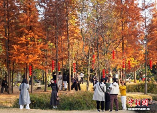 1月15日,福州闽江公园南园的水杉树正值观赏期,吸引不少市民、游客前来观赏打卡。中新社记者 吕明 摄 1月15日,福州闽江公园南园的水杉树正值观赏期,吸引不少市民、游客前来观赏打卡。中新社记者 吕明 摄