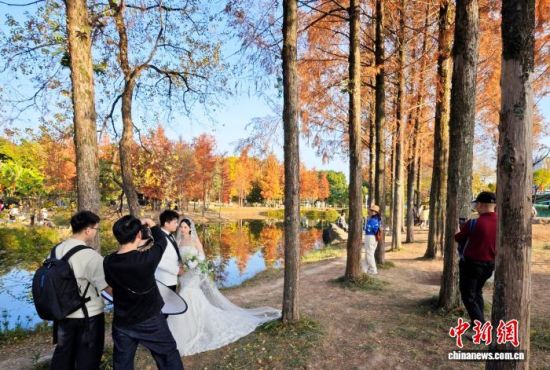 1月15日,福州闽江公园南园的水杉树正值观赏期,吸引不少市民、游客前来观赏打卡。中新社记者 吕明 摄 1月15日,福州闽江公园南园的水杉树正值观赏期,吸引不少市民、游客前来观赏打卡。中新社记者 吕明 摄