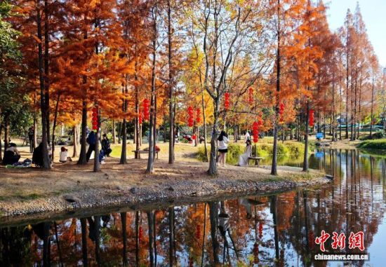 1月15日,福州闽江公园南园的水杉树正值观赏期,吸引不少市民、游客前来观赏打卡。中新社记者 吕明 摄 1月15日,福州闽江公园南园的水杉树正值观赏期,吸引不少市民、游客前来观赏打卡。中新社记者 吕明 摄