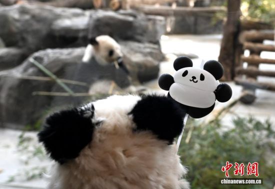 图为戴熊猫帽的游客在园区参观。中新社记者 吕明 摄 图为戴熊猫帽的游客在园区参观。中新社记者 吕明 摄