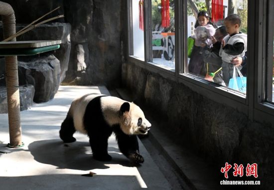 图为游客参观大熊猫“荣耀”。中新社记者 吕明 摄 图为游客参观大熊猫“荣耀”。中新社记者 吕明 摄