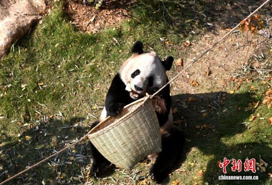 图为大熊猫“晶亮”正在吃竹笋。中新社记者 吕明 摄 图为大熊猫“晶亮”正在吃竹笋。中新社记者 吕明 摄