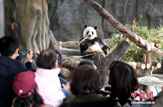 图为大熊猫"荣耀"吸引游客拍照打卡。中新社记者 吕明 摄 图为大熊猫"荣耀"吸引游客拍照打卡。中新社记者 吕明 摄