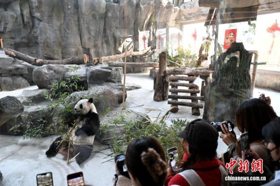 图为大熊猫"荣耀"吸引游客拍照打卡。中新社记者 吕明 摄 图为大熊猫"荣耀"吸引游客拍照打卡。中新社记者 吕明 摄
