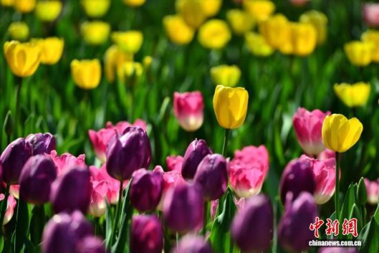 1��17�գ������ж�ͯ��԰����ֲ�Ķ��Ʒ�������㣬½��ӭ�����ڣ���������ǰ�����ʹ򿨡���������� �ű� ��