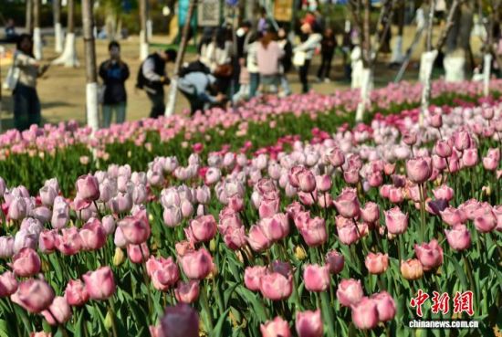 1��17�գ������ж�ͯ��԰����ֲ�Ķ��Ʒ�������㣬½��ӭ�����ڣ���������ǰ�����ʹ򿨡���������� �ű� ��