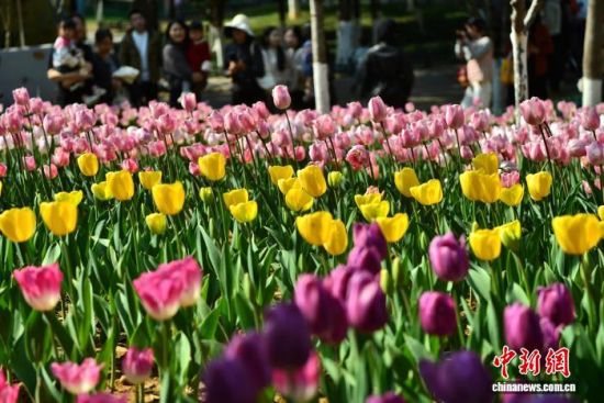 1��17�գ������ж�ͯ��԰����ֲ�Ķ��Ʒ�������㣬½��ӭ�����ڣ���������ǰ�����ʹ򿨡���������� �ű� ��