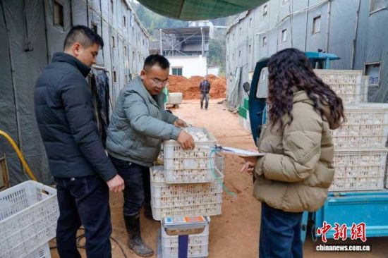 蘑菇称重销售。朱城铖 摄 蘑菇称重销售。朱城铖 摄