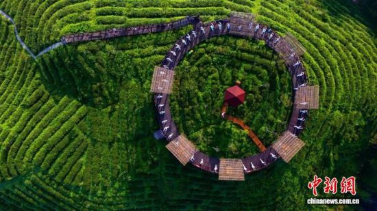 图为大田县屏山乡大仙峰茶美人4A景区。苏晋锻 摄 图为大田县屏山乡大仙峰茶美人4A景区。苏晋锻 摄