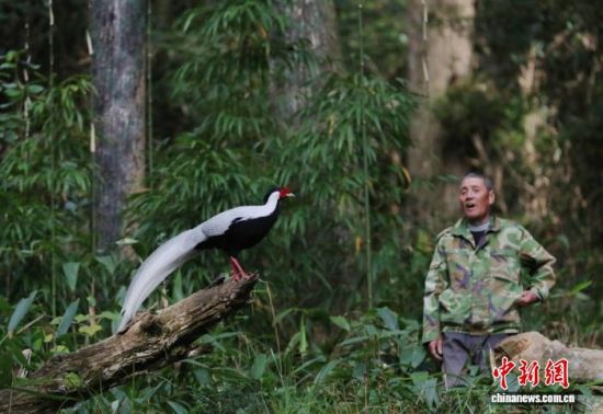 图为三明市明溪县的村民与白鹇。 江月兰 摄 图为三明市明溪县的村民与白鹇。 江月兰 摄