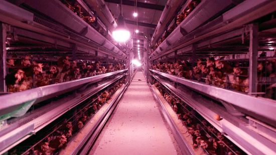 蛋鸡养殖场,一排排标准化鸡笼架整齐排布。 蛋鸡养殖场,一排排标准化鸡笼架整齐排布。