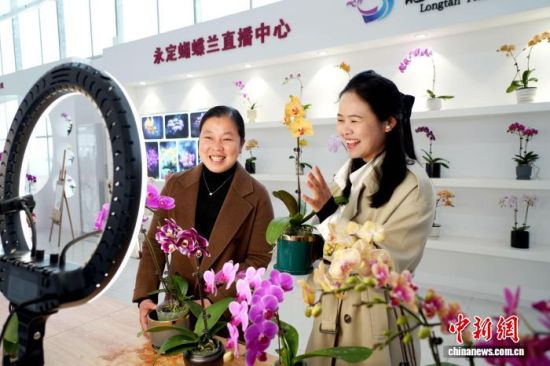 直播售卖蝴蝶兰。黄秋萍 摄 直播售卖蝴蝶兰。黄秋萍 摄