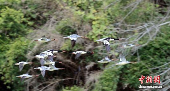 中华秋沙鸭飞起。苏盛花 摄 中华秋沙鸭飞起。苏盛花 摄
