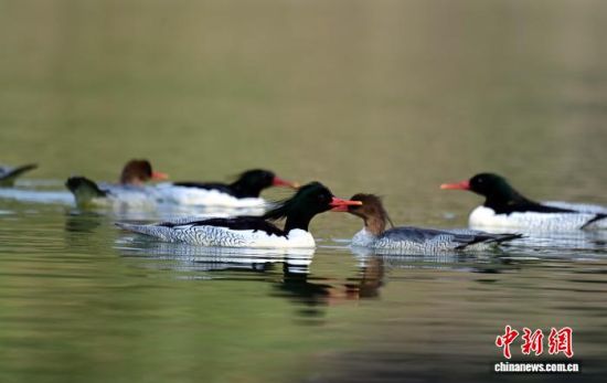 中华秋沙鸭。苏盛花 摄 中华秋沙鸭。苏盛花 摄