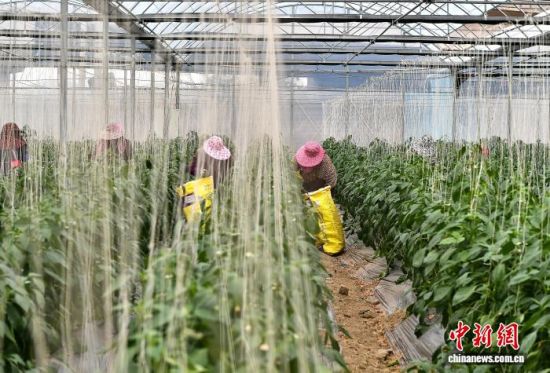 ͼΪ��������ֲ�����ڲ�ժ�⽷����������� �ű� ��