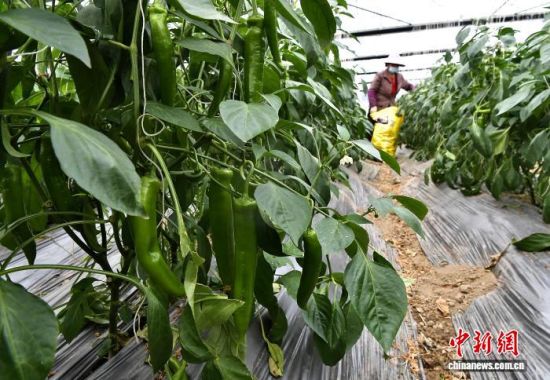 ͼΪ��������ֲ�����ڲ�ժ�⽷����������� �ű� ��