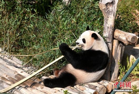 1��17�գ�����������������ĸ�����è������¿�԰���ӳɶ�Զ�������ġ����̡��������������ס�����ҫ������������ֻ����èϤ�����࣬�������������ο�Ľ��������ͼΪ����è�����������ڳ����ӡ������������ ���� ��