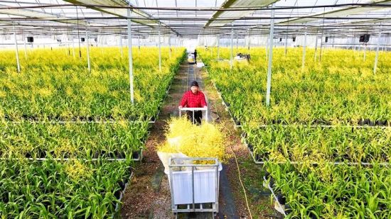 福建馨慧兰园文心兰花开正旺。陈义冰 摄 福建馨慧兰园文心兰花开正旺。陈义冰 摄