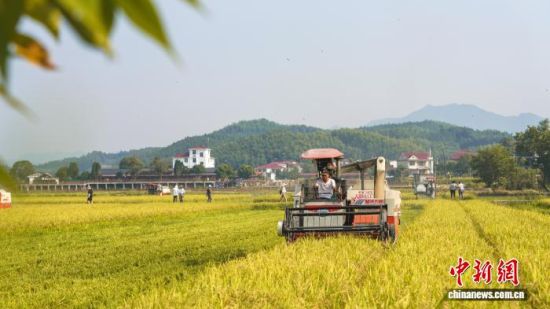图为建宁县溪口镇枫元村种子收割现场。 陈震 摄 图为建宁县溪口镇枫元村种子收割现场。 陈震 摄