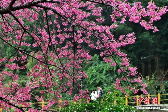 2��3�գ�����ֲ��԰ӣ��԰��ӣ��ʢ������ɫ�续�������ڶ������ο�ǰ�����͡���������� �ű� ��