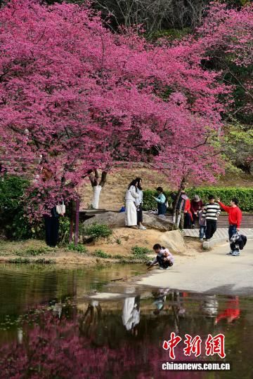 2��3�գ�����ֲ��԰ӣ��԰��ӣ��ʢ���������ڶ������ο�ǰ�����͡���������� �ű� ��